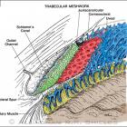 Угол передней камеры. Гониоскопия (gonioscopy). Угол передней камеры. Гониоскопия (gonioscopy).
