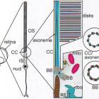Диаграмма палочки и области, прилежащей к соединительному пояску.