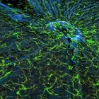 Волокна сетчатки мыши. Волокна сетчатки мыши.