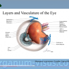 Кровоснабжение глаза. Офтальмологический портал Орган зрения www.organum-visus.com Кровоснабжение глаза. Офтальмологический портал Орган зрения www.organum-visus.com