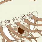 Паразитарные заболевания. Наши соседи-сапрофиты (Our neighbors)! Клещ Demodex на ресницах (Демодекозный блефарит). Amazing eyes. Источник: 0.tqn.com Кунсткамера Глаза портала Орган зрения www.organum-visus.com Галерея 7. Материал подготовил Голубев Сергей Юрьевич (Sergey Y. Golubev). Наши соседи-сапрофиты (Our neighbors)! Клещ Demodex на ресницах (Демодекозный блефарит). Amazing eyes. Источник: 0.tqn.com Кунсткамера Глаза портала Орган зрения www.organum-visus.com Галерея 7. Материал подготовил Голубев Сергей Юрьевич (Sergey Y. Golubev).