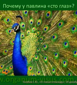 Why one peacock eye? Легенда об Аргосе. О глазах отовсюду. Why one peacock eye? Легенда об Аргосе. О глазах отовсюду.