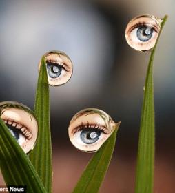 Капельки глаз. About eyes everywhere! www.organum-visus.com Капельки глаз. About eyes everywhere! www.organum-visus.com